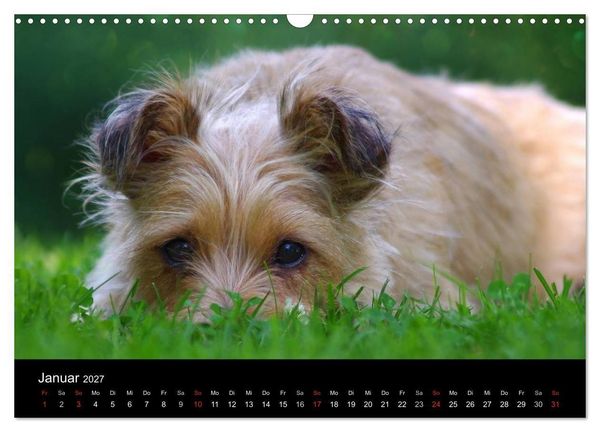 Produktbild: Katzen & Hunde (Wandkalender 2027 DIN A3 quer), CALVENDO Monatskalender