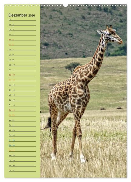Produktbild: Giraffen. Voller Stolz und Grazie (Wandkalender 2026 DIN A2 hoch), CALVENDO Monatskalender