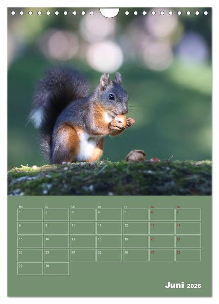 Produktbild: Eichh&ouml;rnchen - Planer (Wandkalender 2026 DIN A4 hoch), CALVENDO Monatskalender