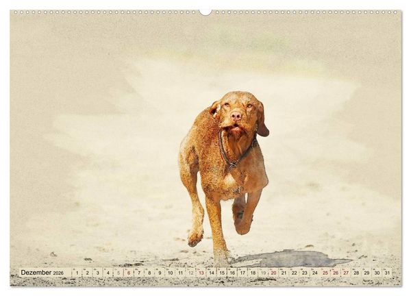 Produktbild: Magyar Vizsla 2026 (hochwertiger Premium Wandkalender 2026 DIN A2 quer), Kunstdruck in Hochglanz