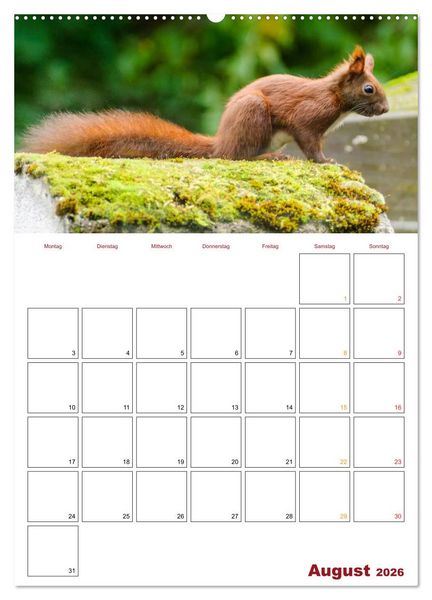 Produktbild: Eichh&ouml;rnchen Planer 2026 (Wandkalender 2026 DIN A2 hoch), CALVENDO Monatskalender