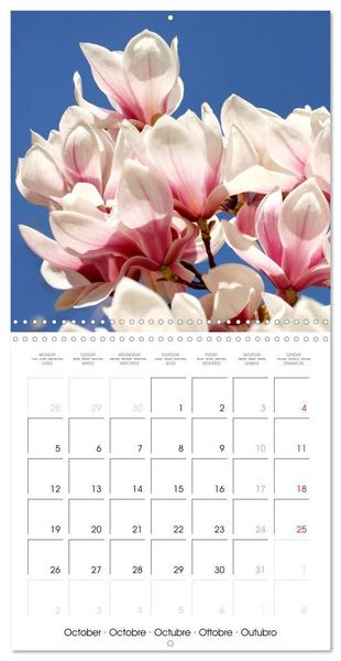 Produktbild: Kruse, G: Floraison des magnolias (Calendrier mural carr&eacute; 20