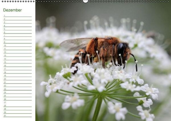 Produktbild: Bienen - Emsige Helfer (Wandkalender immerw&auml;hrend DIN A2 quer)