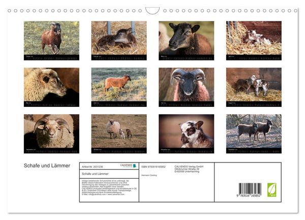 Produktbild: Schafe und L&auml;mmer (Wandkalender 2026 DIN A3 quer), CALVENDO Monatskalender