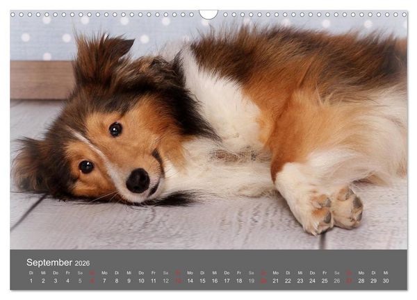 Produktbild: Shelties : Charmeure auf 4 Pfoten (Wandkalender 2026 DIN A3 quer), CALVENDO Monatskalender
