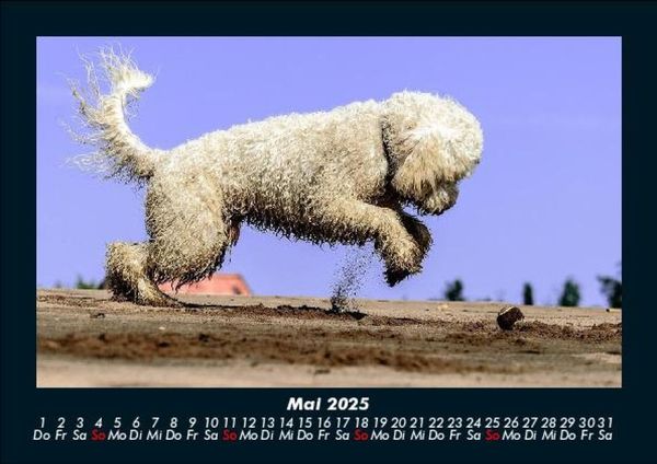 Produktbild: Hunde 2025 Fotokalender DIN A5