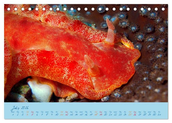 Produktbild: Sea Slugs - Little Wonders - Pure Beauties (Desk Calendar 2026 DIN A5 landscape), CALVENDO 12 Month DeskCalendar