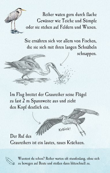 Produktbild: Natur-Entdecker-Karten: Unsere heimischen V&ouml;gel