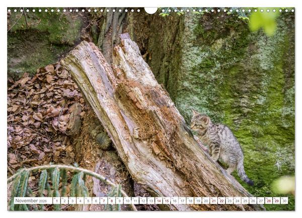 Produktbild: Wildkatzenbabys - wild und zuckers&uuml;&szlig;. (Wandkalender 2026 DIN A3 quer), CALVENDO Monatskalender