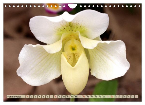 Produktbild: Orchid - A Flower Wonder (Wall Calendar 2026 DIN A4 landscape), CALVENDO 12 Month Wall Calendar