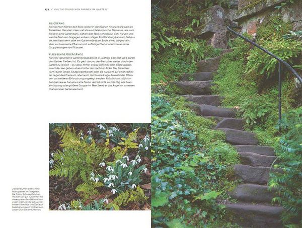 Produktbild: Farne
