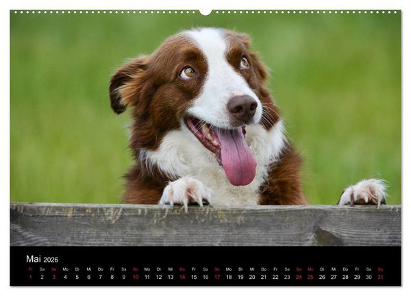 Produktbild: Border Collies (hochwertiger Premium Wandkalender 2026 DIN A2 quer), Kunstdruck in Hochglanz