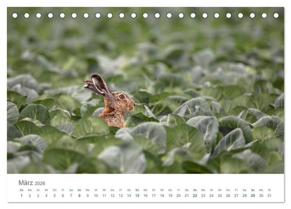 Produktbild: Feldhasen - dem Langohr auf der Spur (Tischkalender 2026 DIN A5 quer), CALVENDO Monatskalender