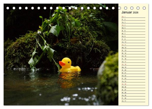 Produktbild: Enten-Rennen (Tischkalender 2026 DIN A5 quer), CALVENDO Monatskalender