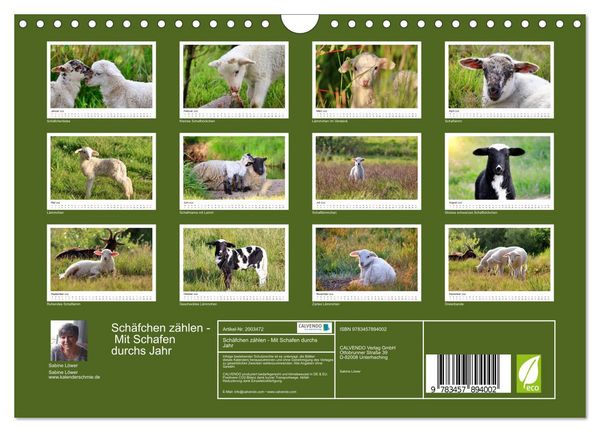 Produktbild: Sch&auml;fchen z&auml;hlen - Mit Schafen durchs Jahr (Wandkalender 2026 DIN A4 quer), CALVENDO Monatskalender