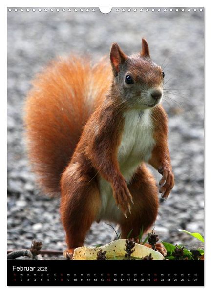 Produktbild: Eichh&ouml;rnchen (Wandkalender 2026 DIN A3 hoch), CALVENDO Monatskalender