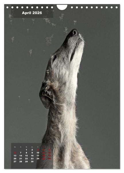 Produktbild: UNDERDOG - Windhundportraits (Wandkalender 2026 DIN A4 hoch), CALVENDO Monatskalender