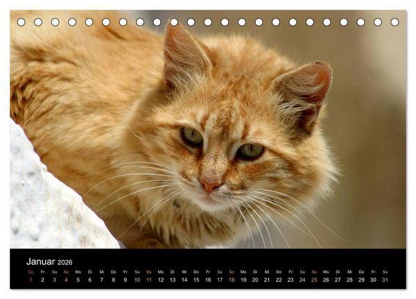 Produktbild: Katzensprung (Tischkalender 2026 DIN A5 quer), CALVENDO Monatskalender