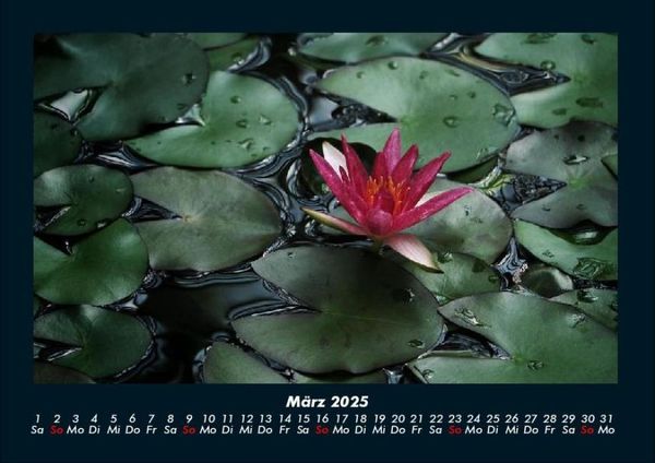 Produktbild: Rosen-Kalender 2025 Fotokalender DIN A4