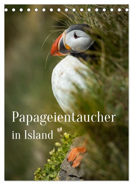 Produktbild: Papageientaucher in Island (Tischkalender 2026 DIN A5 hoch), CALVENDO Monatskalender