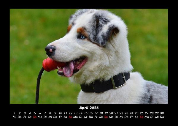 Produktbild: Hundezauber 2026 Fotokalender DIN A3