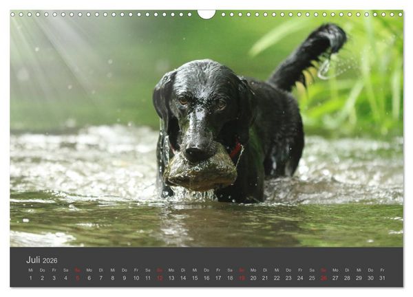 Produktbild: HUNDE LEBEN IST BUNT (Wandkalender 2026 DIN A3 quer), CALVENDO Monatskalender