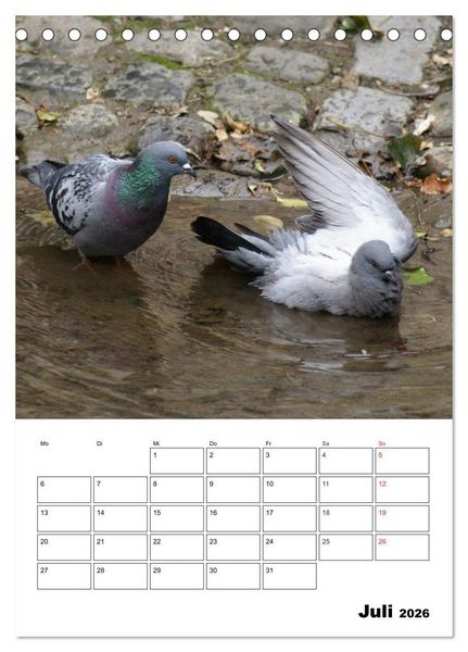 Produktbild: Tauben Terminplaner (Tischkalender 2026 DIN A5 hoch), CALVENDO Monatskalender