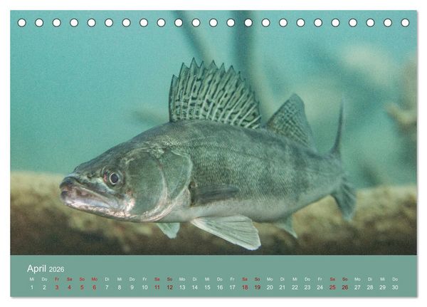 Produktbild: Faszination S&uuml;sswasser (Tischkalender 2026 DIN A5 quer), CALVENDO Monatskalender