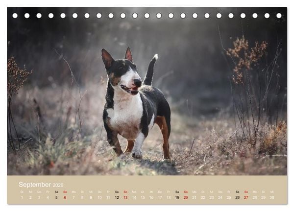 Produktbild: Bullterrier - charmante Herzensbrecher (Tischkalender 2026 DIN A5 quer), CALVENDO Monatskalender