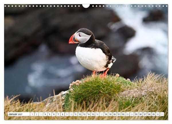 Produktbild: Islands Papageientaucher (Wandkalender 2027 DIN A3 quer), CALVENDO Monatskalender