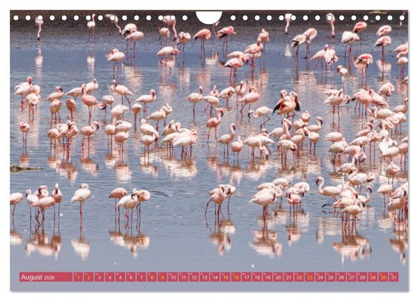 Produktbild: Flamingos am Lake Bogoria - Kenia (Wandkalender 2026 DIN A4 quer), CALVENDO Monatskalender