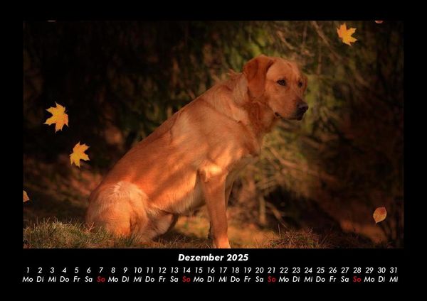 Produktbild: Hundezauber 2025 Fotokalender DIN A3