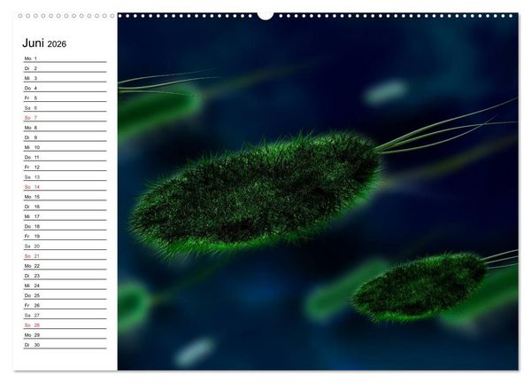 Produktbild: Mikrobiologie. Mikroorganismen, Genetik und Zellen (hochwertiger Premium Wandkalender 2026 DIN A2 quer), Kunstdruck in Hochglanz