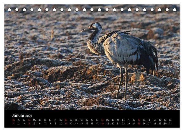Produktbild: Kranich-Land Brandenburg (Tischkalender 2026 DIN A5 quer), CALVENDO Monatskalender