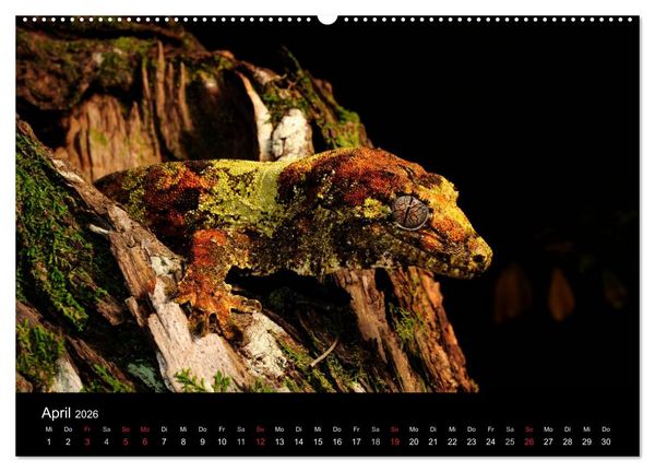 Produktbild: REPTILIEN (hochwertiger Premium Wandkalender 2026 DIN A2 quer), Kunstdruck in Hochglanz