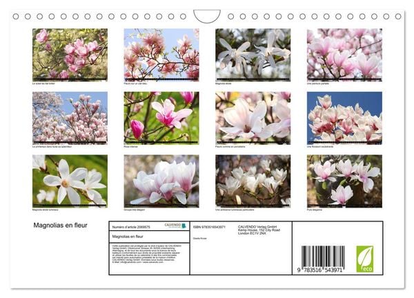 Produktbild: Magnolias en fleur (Calendrier mural 2026 DIN A4 vertical), CALVENDO calendrier mensuel