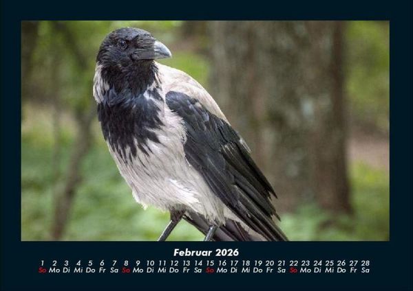 Produktbild: Vogelparadies 2026 Fotokalender DIN A4