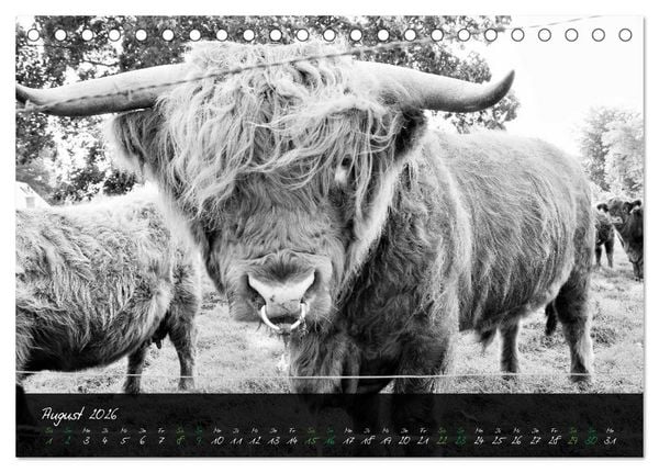 Produktbild: Highland Cattle vom Nordlicht - Faszination Hochland Rind (Tischkalender 2026 DIN A5 quer), CALVENDO Monatskalender