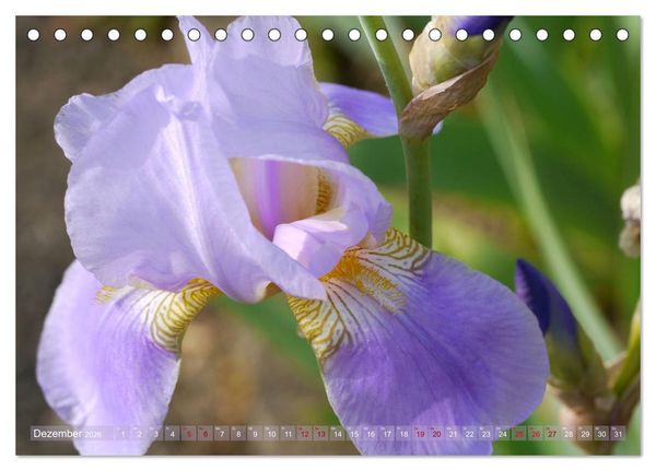 Produktbild: Iris - mond&auml;ne Gartensch&ouml;nheit (Tischkalender 2026 DIN A5 quer), CALVENDO Monatskalender