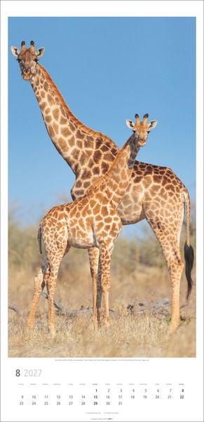 Produktbild: Giraffen Kalender 2027