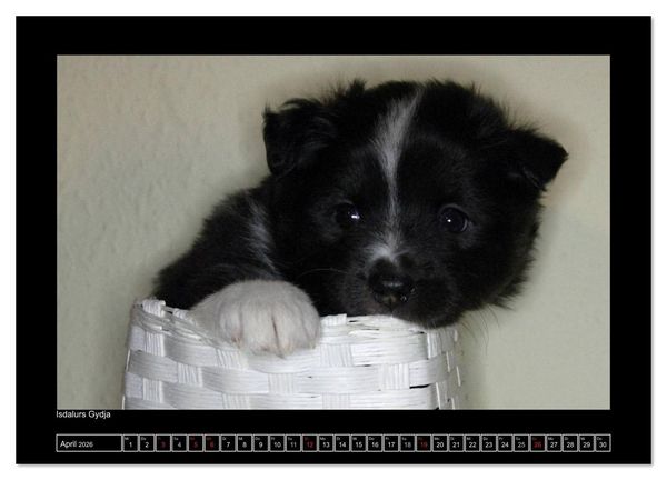 Produktbild: Islandhund - Welpen / CH-Version (Wandkalender 2026 DIN A2 quer), CALVENDO Monatskalender
