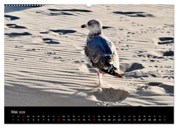 Produktbild: Warnem&uuml;nde - Maritime Landschaften (Wandkalender 2026 DIN A2 quer), CALVENDO Monatskalender