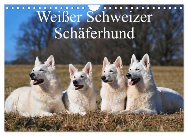 Produktbild: Wei&szlig;er Schweizer Sch&auml;ferhund (Wandkalender 2026 DIN A4 quer), CALVENDO Monatskalender