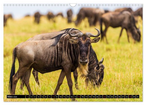 Produktbild: Masai Mara 2026 (Wandkalender 2026 DIN A3 quer), CALVENDO Monatskalender