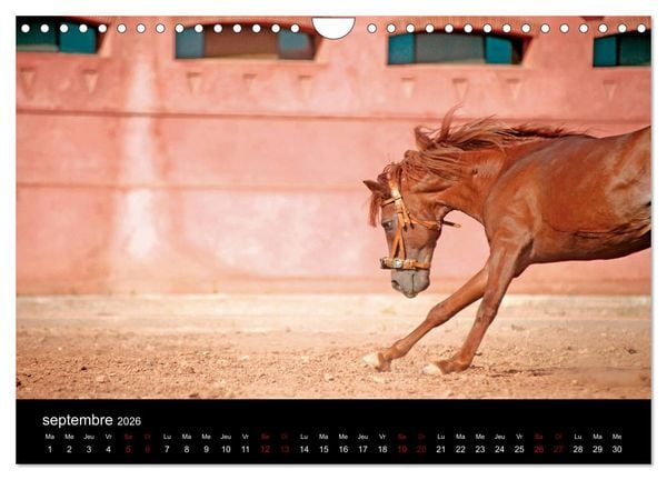 Produktbild: Les chevaux du Maroc (Calendrier mural 2026 DIN A4 vertical), CALVENDO calendrier mensuel