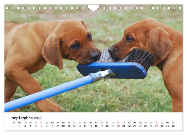 Produktbild: Chiots Rhodesian Ridgeback (Calendrier mural 2026 DIN A4 vertical), CALVENDO calendrier mensuel