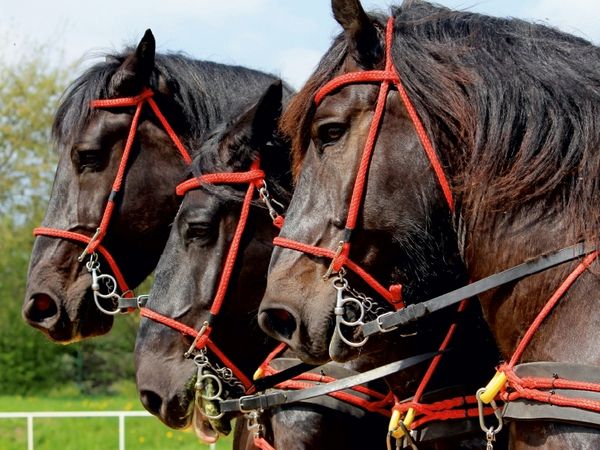 Produktbild: Percherons der Bergquell Brauerei L&ouml;bau (Puzzle)