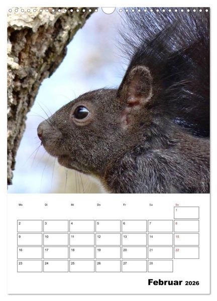 Produktbild: Niedliche Eichh&ouml;rnchen (Wandkalender 2026 DIN A3 hoch), CALVENDO Monatskalender