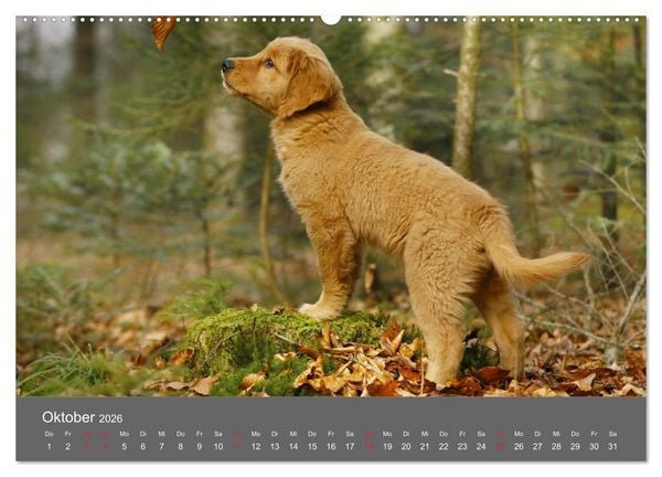 Produktbild: Chesley Kleiner Hund grosse Abenteuer (hochwertiger Premium Wandkalender 2026 DIN A2 quer), Kunstdruck in Hochglanz