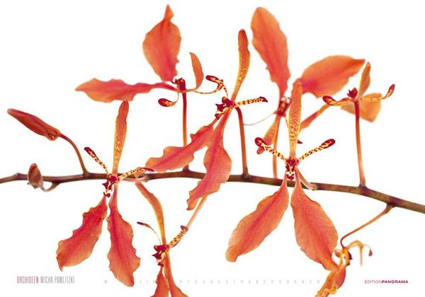 Produktbild: Pawlitzki, M: Orchideen/immerw&auml;hrend